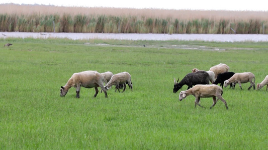 春天草地上的羊群视频