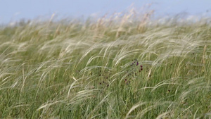 夏天的野外开满了毛茸茸白色的羽毛草的花28秒视频