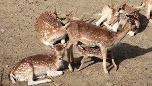 一群休耕鹿在牧场休息还有一只在吃奶的小鹿22秒视频