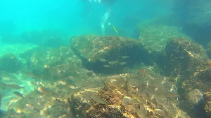 水下生活的一群鱼27秒视频