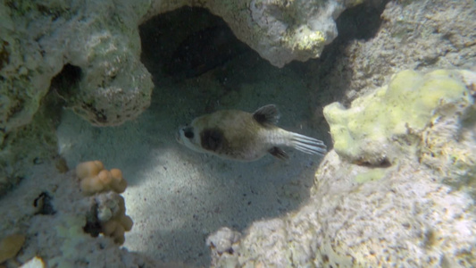 一条漂浮在大珊瑚礁上的奇异鱼视频