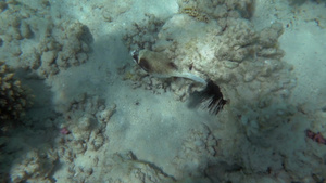 深海中一条鱼在珊瑚中安静地靠近地面游泳30秒视频