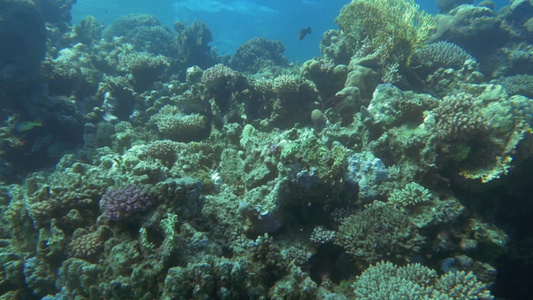 慢动作海底拍摄不同的鱼在大珊瑚礁上游泳[选景]视频