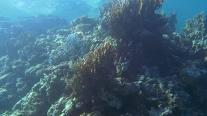 阳光照射在水中的珊瑚礁38秒视频
