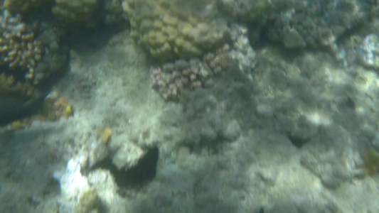 阳光穿透水面海底下的海洋植物和珊瑚视频