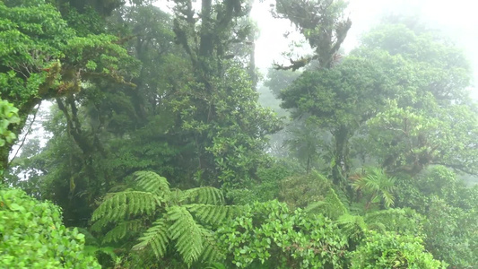 清晨浓雾下的热带雨林树木草丛视频