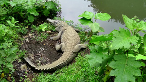 热带雨林里的一只鳄鱼11秒视频