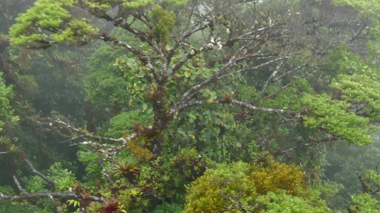 哥斯达黎加的蒙特维德云雾森林视频