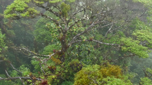 哥斯达黎加的蒙特维德云雾森林15秒视频