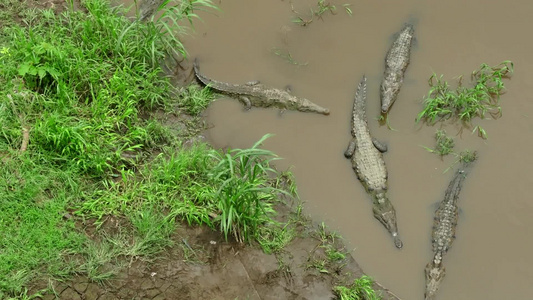 野生动物鳄鱼聚集湿地航拍[滩地]视频