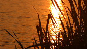 夕阳下池塘表面的眩光25秒视频