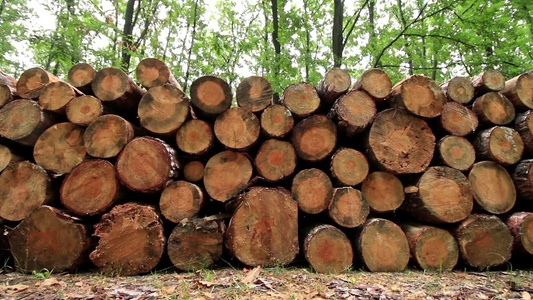 森林路上的一堆木头视频