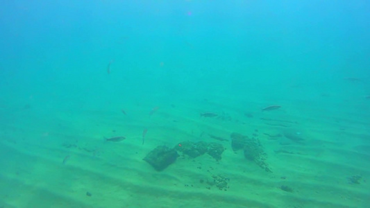 水下的一群鱼视频