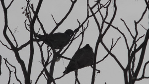 树上的两只鸟飞走了31秒视频
