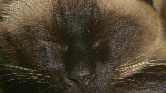 一只想要睡觉的暹罗海豹点猫视频