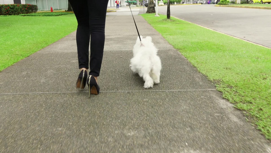 年轻的职业女性一大早和她的小狗一起步行去办公室视频