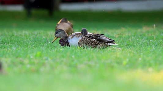 野鸭子在草地上休息视频