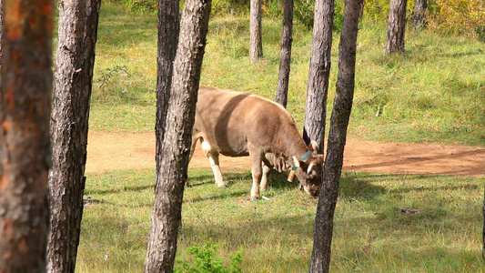 西班牙森林里吃草的母牛[母驴]视频