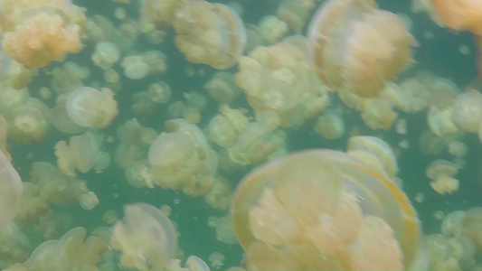 海底的金色水母视频