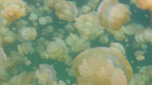海底的金色水母14秒视频