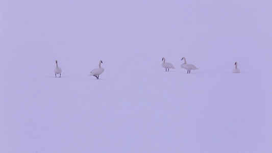 天鹅在自然的冬季环境中在雪湖上视频