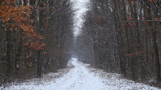 森林上下雪的冬天[森里]视频