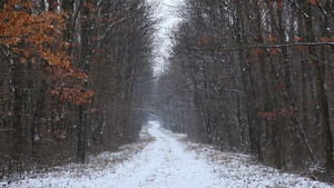 森林上下雪的冬天24秒视频