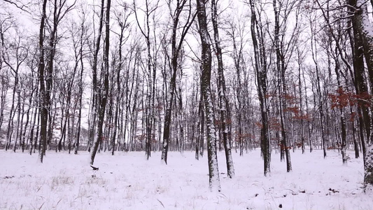 森林里下雪的冬天视频