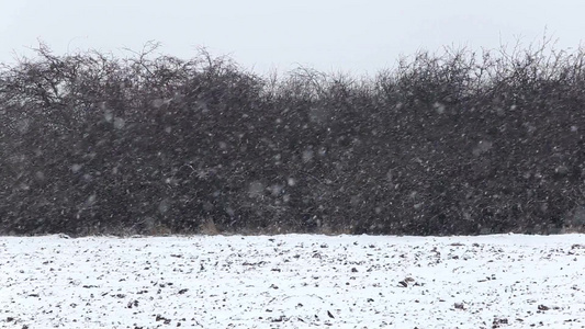 森林里鹅毛般的大雪视频