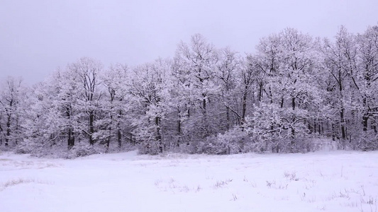 冬季雪后的森林视频