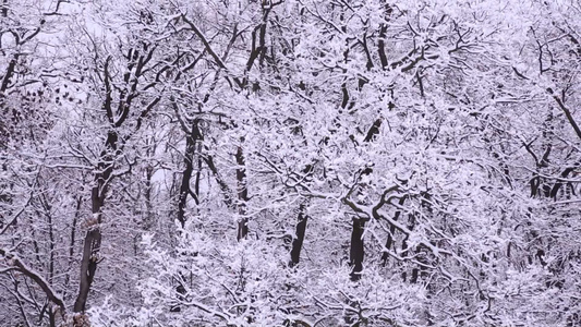 树枝上覆盖着厚厚的白雪视频