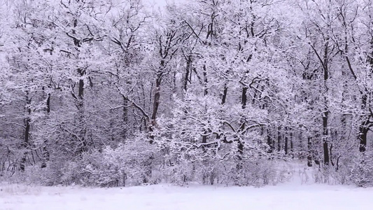 寒冷冬天被大雪覆盖的森林视频