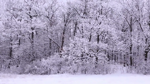 寒冷冬天被大雪覆盖的森林26秒视频