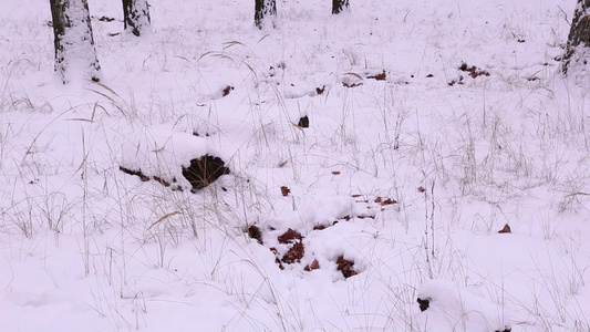 冬季郊外白雪覆盖的草地树木视频