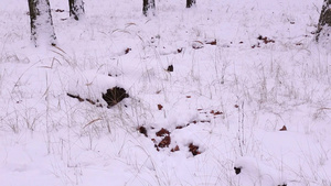 冬季郊外白雪覆盖的草地树木19秒视频