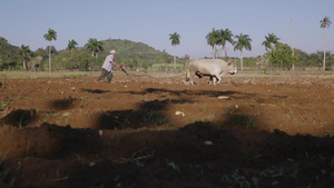 拉丁美洲老年农民与牛在耕田17秒视频