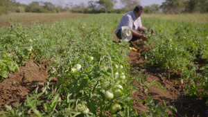 农民在番茄地里检查农作物12秒视频