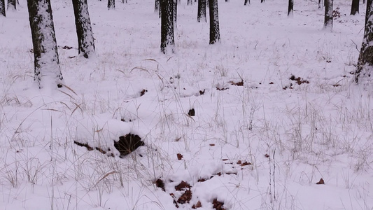 下雪的冬天森林的地上铺满了一层雪视频