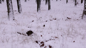 下雪的冬天森林的地上铺满了一层雪15秒视频