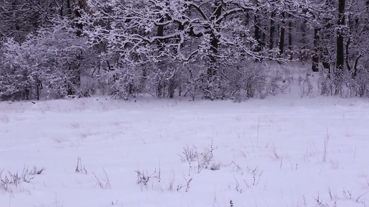 下雪的冬天被大雪覆盖的森林视频