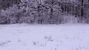 下雪的冬天被大雪覆盖的森林22秒视频