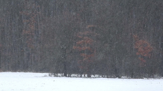 下雪的冬天森林里的雪景视频