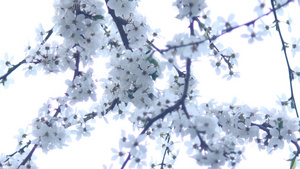 盛开的树枝上的白花20秒视频