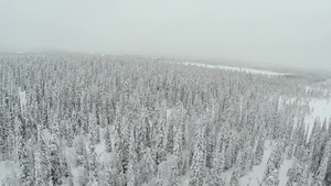 航拍芬兰冬季雪后森林9秒视频