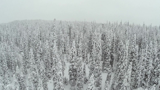 冬季风景如画的松树林[风景迷人]视频