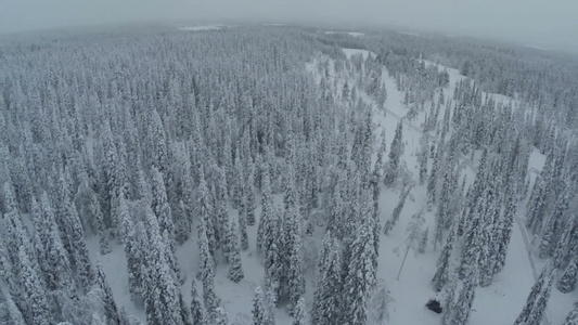 白雪覆盖的森林[玉树琼枝]视频