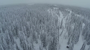 白雪覆盖的森林19秒视频