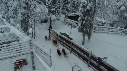 鸟瞰冬季森林里体验狗拉雪橇和雪林风景视频