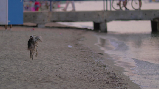 流浪狗在海边奔跑视频