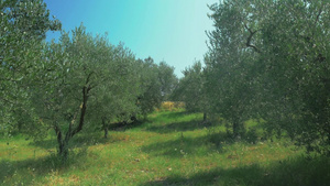 一排排橄榄树生长在油园里18秒视频
